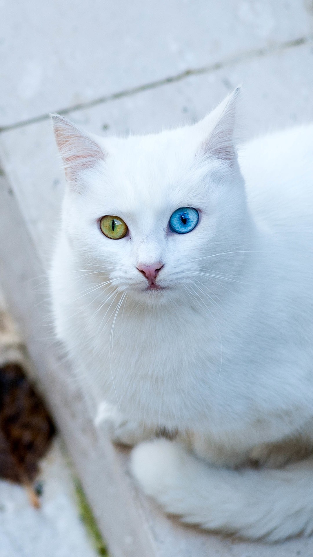 immagini di sfondi bianchi,gatto,gatti di piccola e media taglia,felidae,barba,angora turca