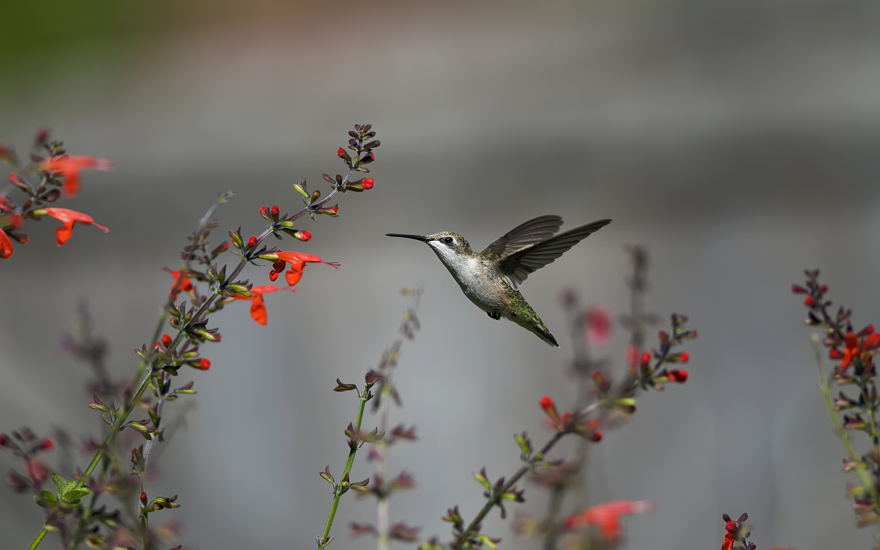fond d'écran colibri,colibri,oiseau,colibri à gorge rubis,colibri roux,plante