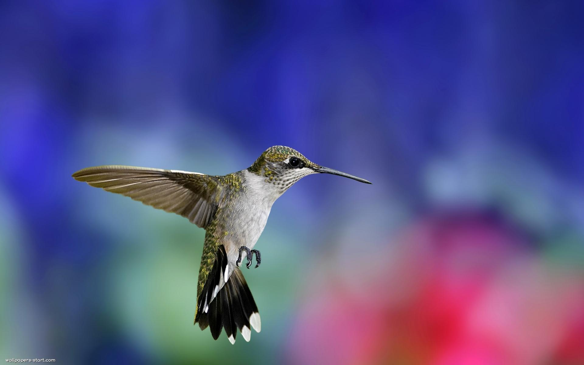 Colibri Bird- WallpaperUse