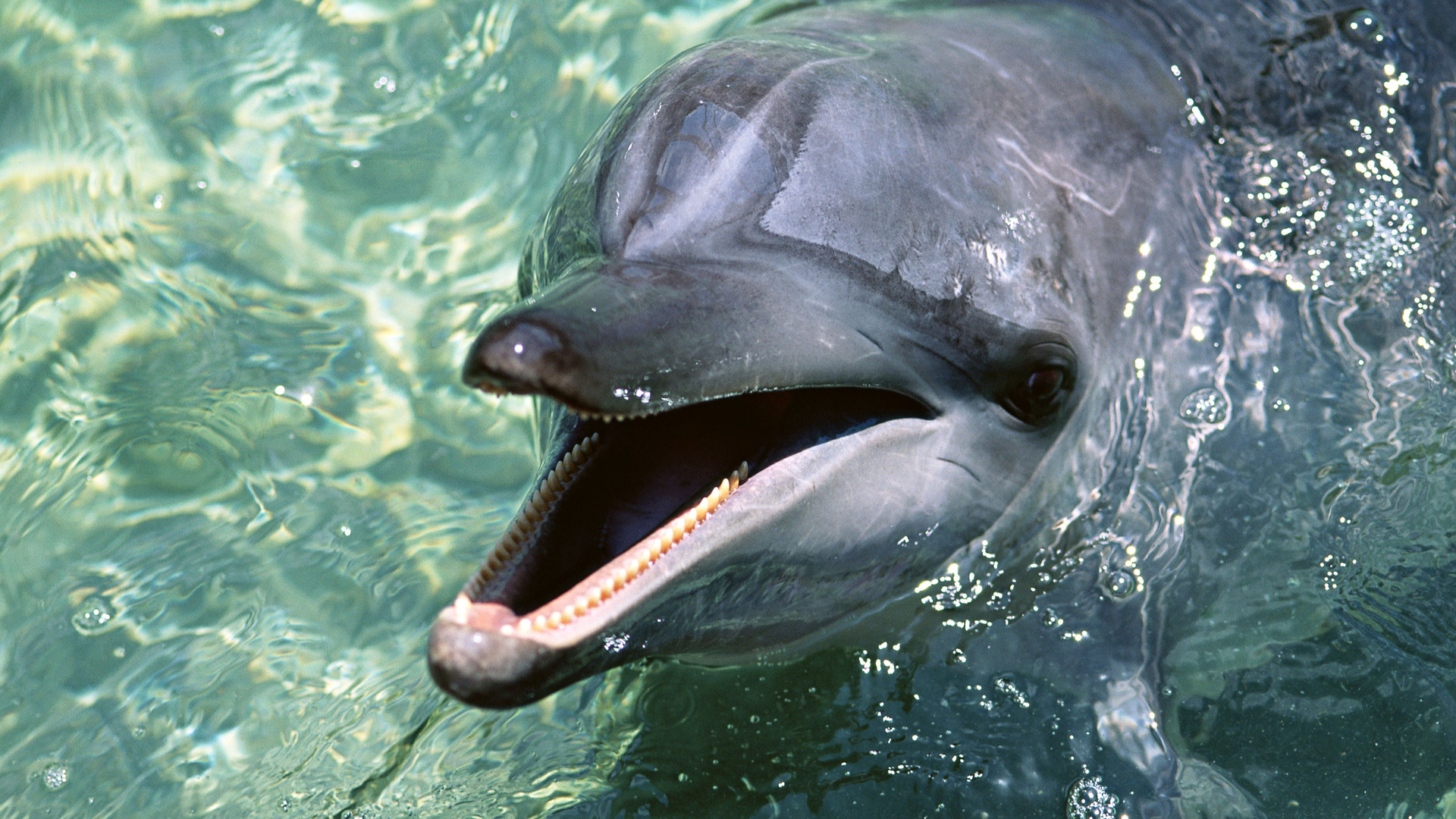fonds d'écran,grand dauphin commun,grand dauphin,dauphin,mammifère marin,dauphin commun à bec court