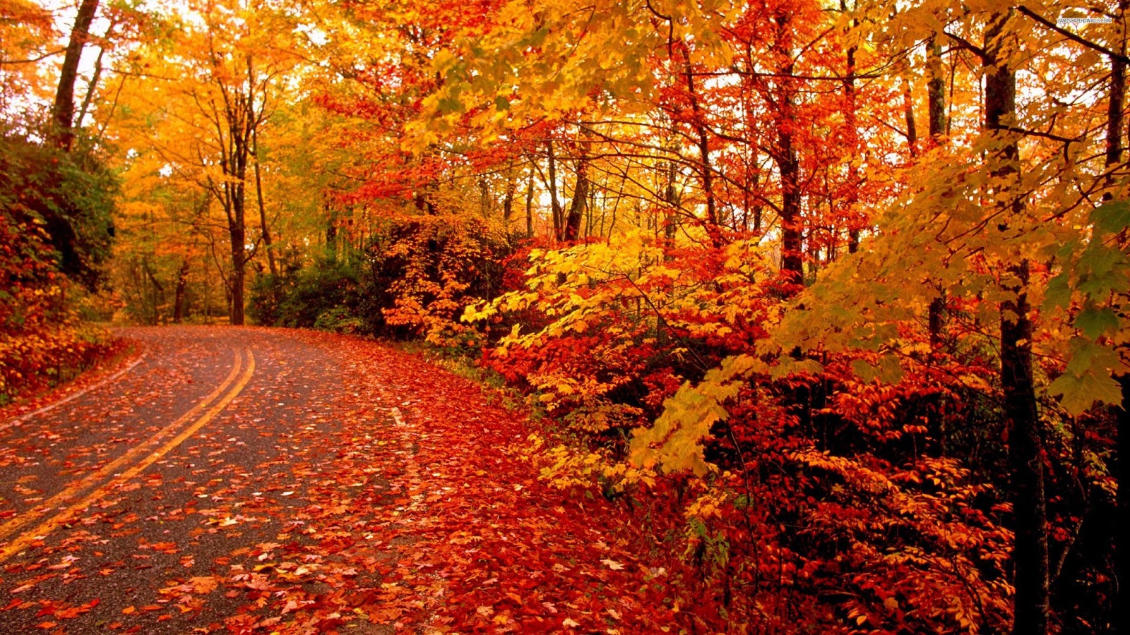 壁紙hd gratuit,木,自然の風景,葉,自然,秋