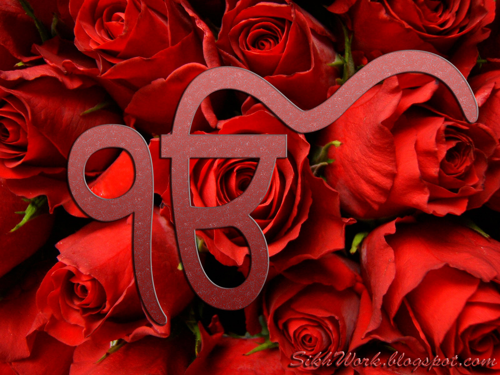 fond d'écran ek onkar,roses de jardin,rouge,rose,fleur,pétale