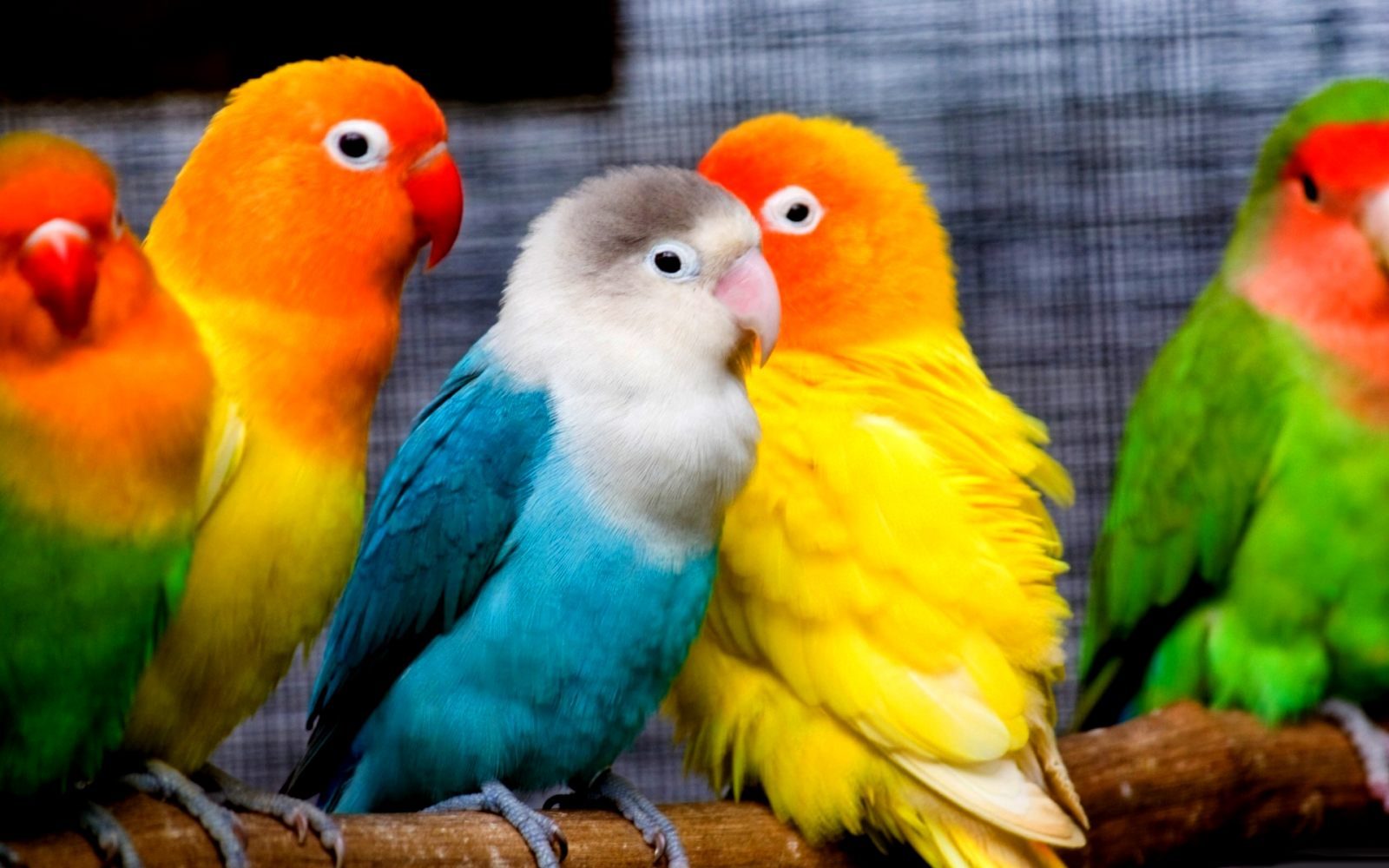 carta da parati a colori,uccello,pappagallo,parrocchetto,pappagallino,pappagallino verde africano