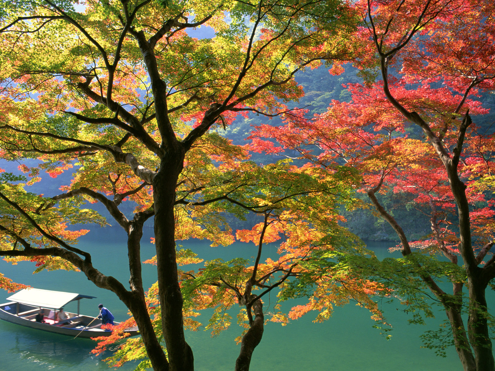papel pintado siluet,árbol,paisaje natural,naturaleza,hoja,otoño