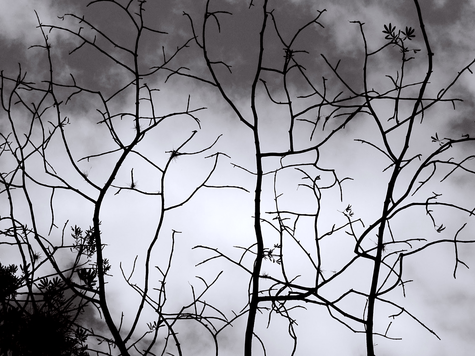 tapete siluet,baum,schwarz und weiß,monochrome fotografie,natur,zweig