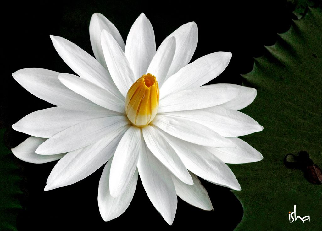 fond d'écran sadhguru,nénuphar blanc parfumé,plante à fleurs,pétale,blanc,plante aquatique