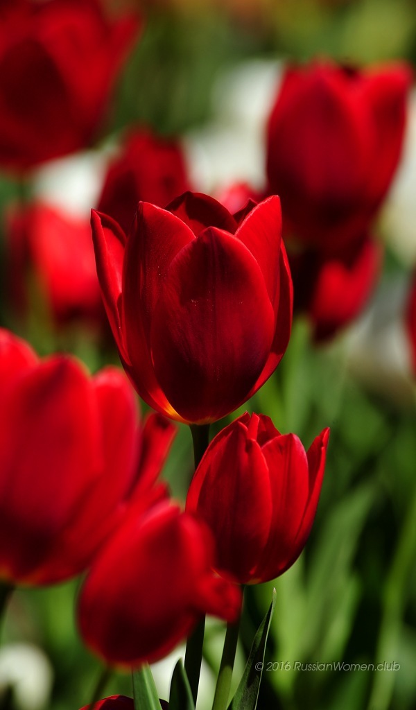 sfondi 600x1024,fiore,pianta fiorita,petalo,rosso,tulipano