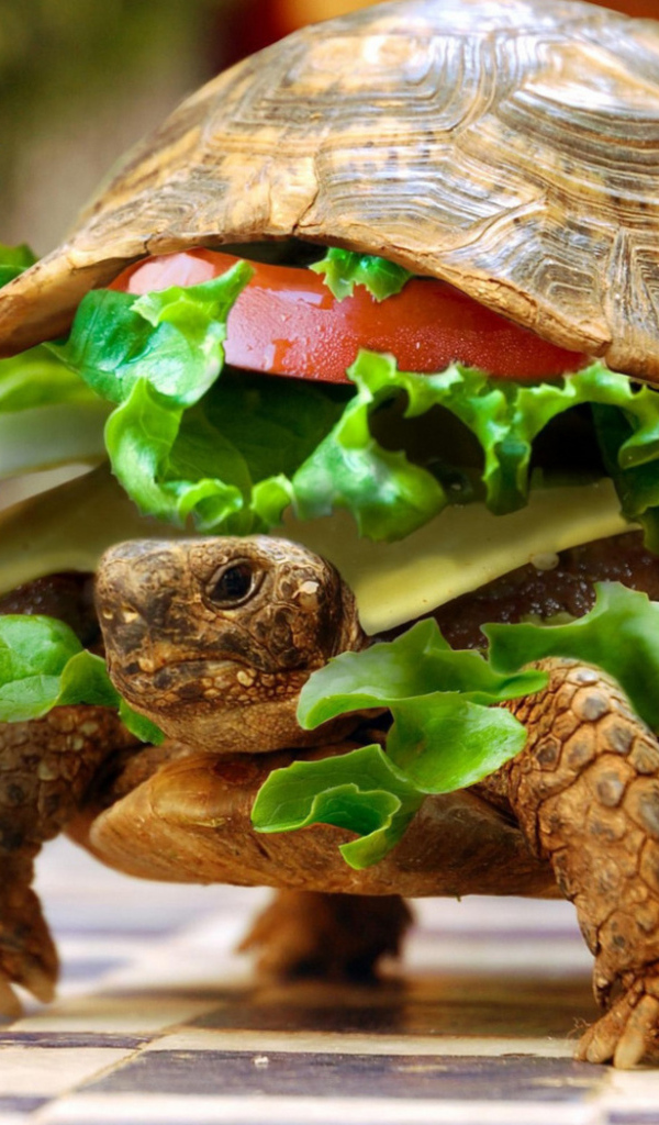 600x1024 wallpapers,tortoise,turtle,reptile,pond turtle,vegan nutrition
