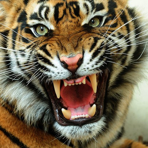 tigre en colère fond d'écran hd,tigre,tigre du bengale,faune,rugir,animal terrestre