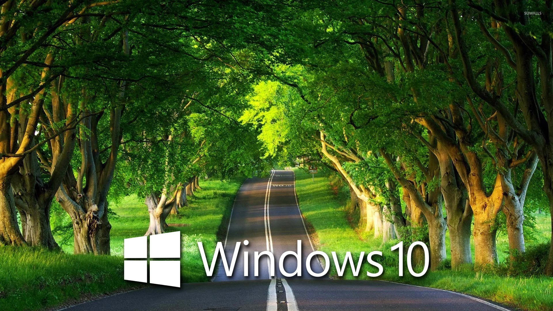 Windows 10 19x1080のhd壁紙 自然の風景 自然 緑 木 木本 Wallpaperuse