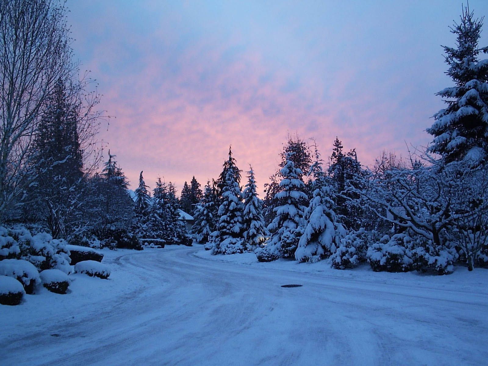 壁紙tumblrをダウンロード,雪,冬,空,木,自然