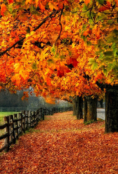 秋壁紙tumblr,木,自然の風景,自然,葉,秋