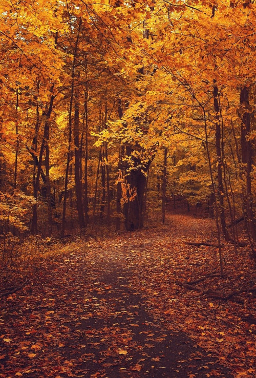 秋壁紙tumblr,木,自然の風景,自然,森林,森林