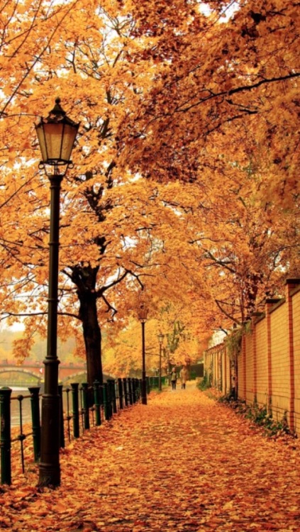 autunno carta da parati tumblr,albero,lampione,autunno,illuminazione,foglia