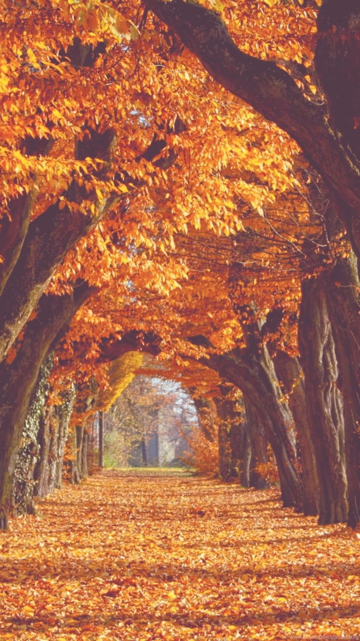 秋壁紙tumblr,木,自然,葉,アーチ,トンネル