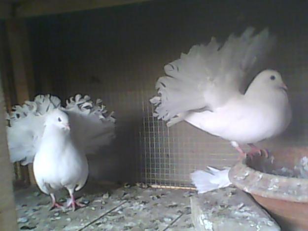 kabootar hdの壁紙,鳥,ハトとハト,白い,岩鳩,フェザー