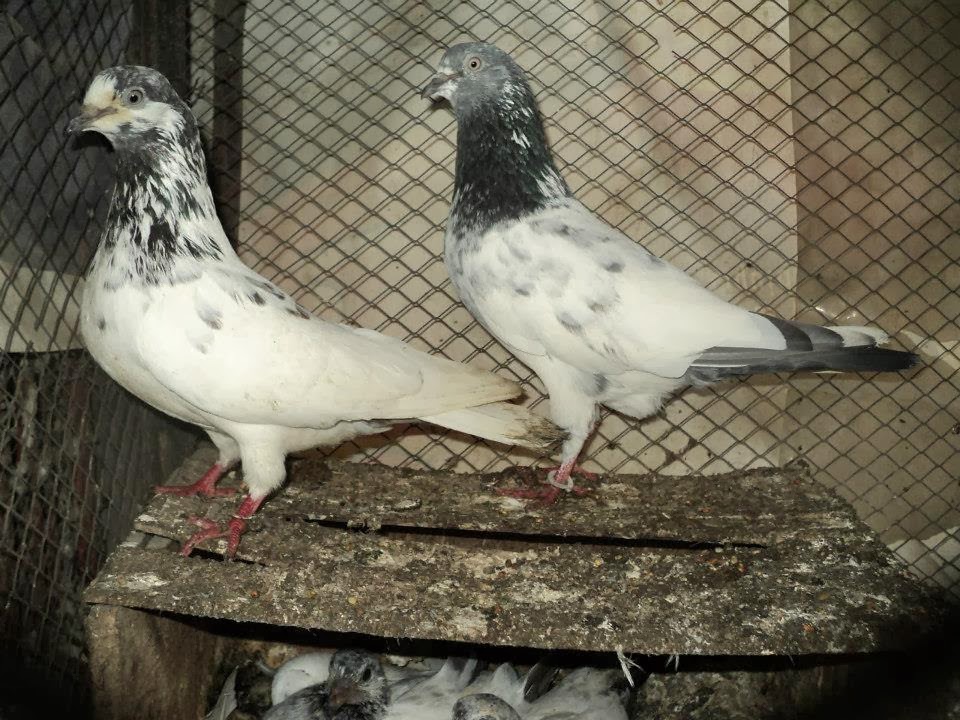kabootar fondo de pantalla hd,pájaro,palomas y palomas,paloma de roca,paloma común