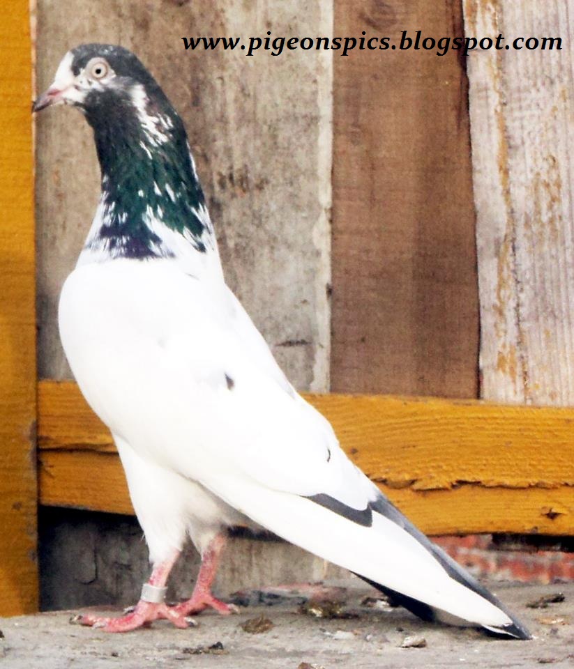 카부 타르 벽지,새,비둘기와 비둘기,바위 비둘기,주식 비둘기,깃