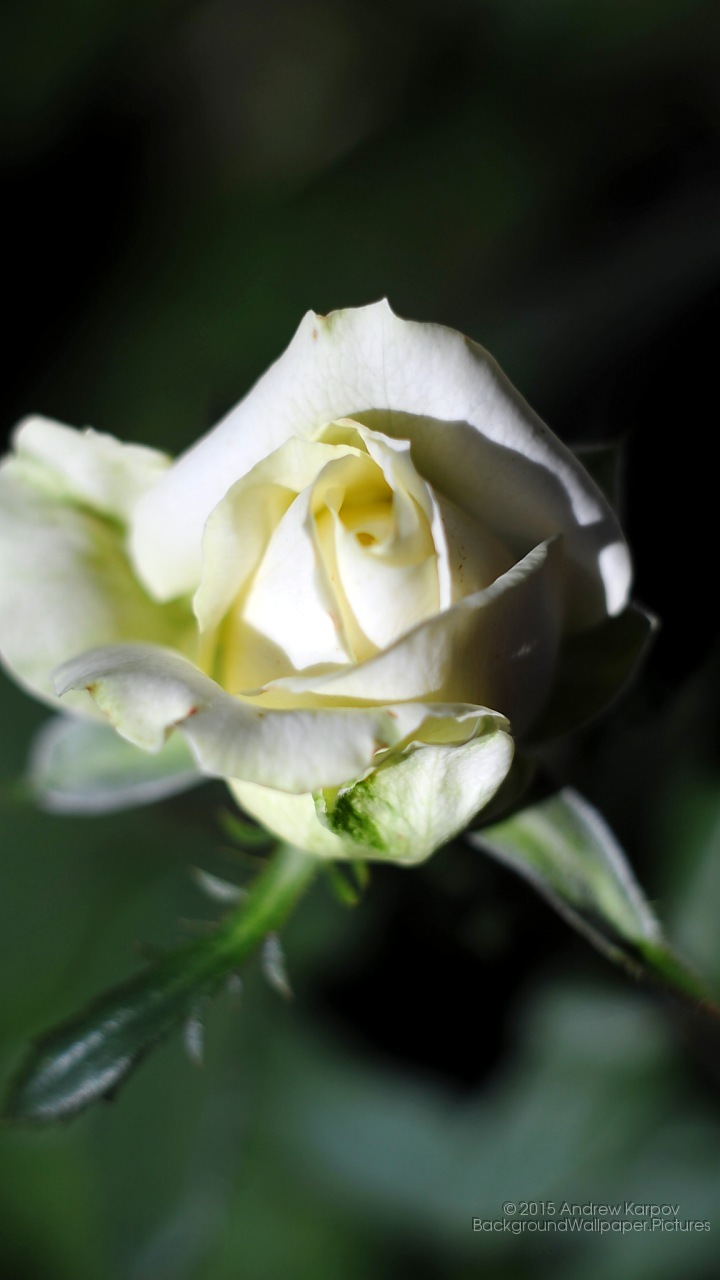 fondo de pantalla para j5 2016,flor,planta floreciendo,blanco,pétalo,rosa
