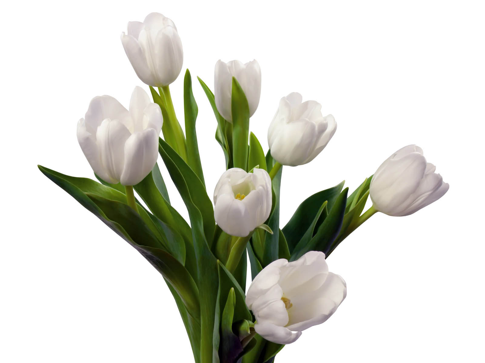 atoz tapete,blume,blühende pflanze,weiß,schnittblumen,blütenblatt
