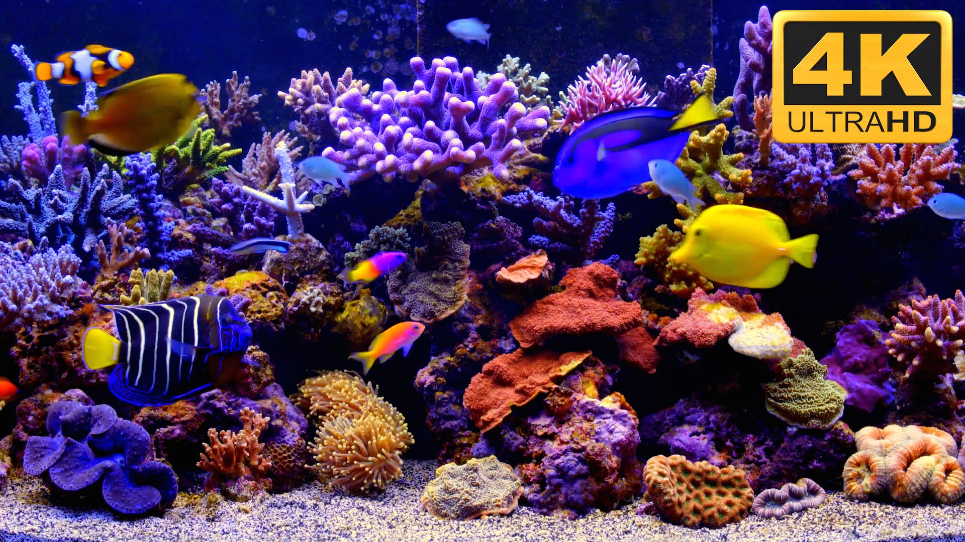 marine aquarium for tv screensaver