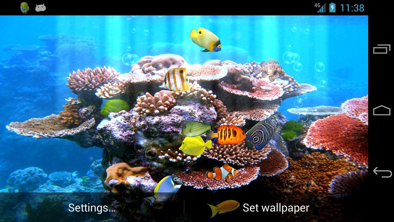 라이브 배경 물고기 수영,암초,산호초,물고기,돌이 많은 산호초,물고기