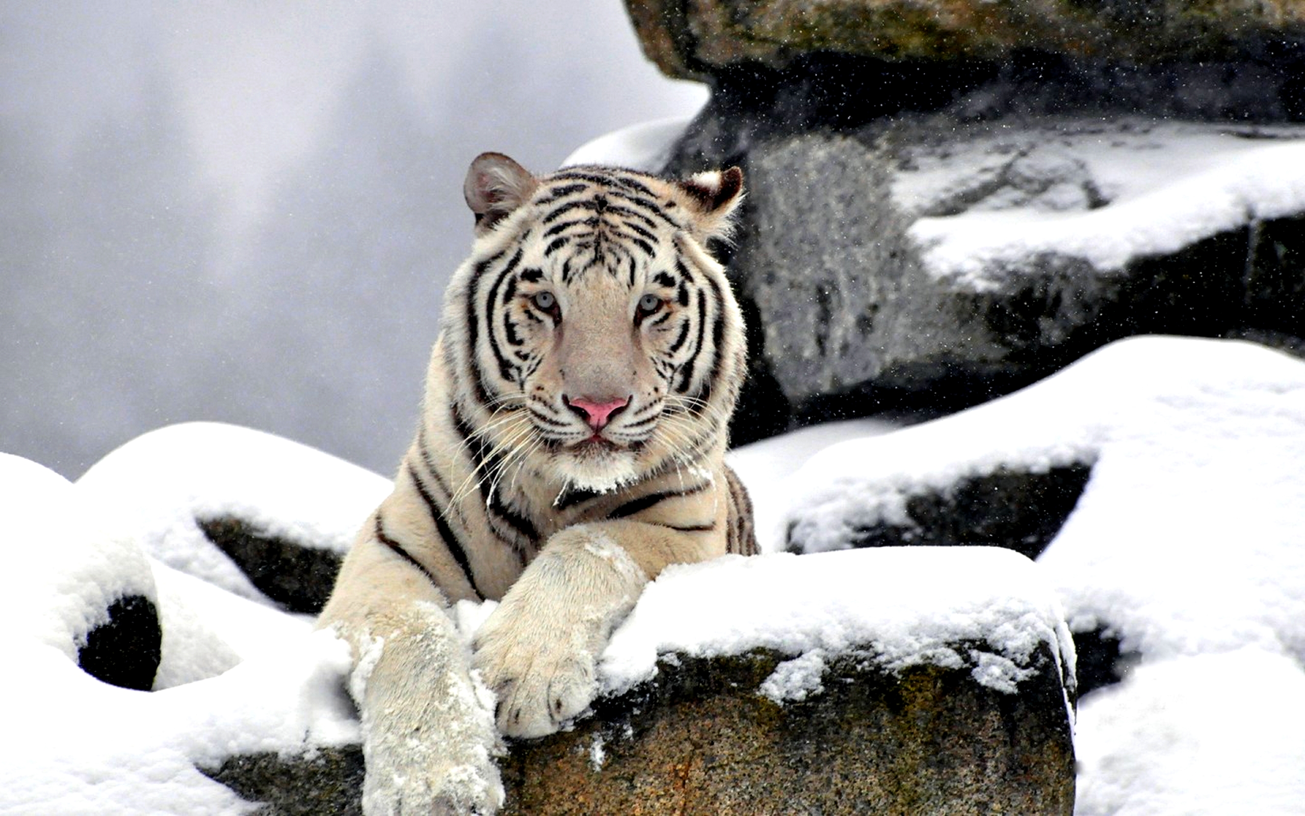 fond d'écran de animais,tigre du bengale,tigre,faune,tigre de sibérie,félidés
