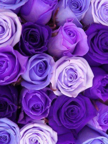 壁紙roxo 花 ローズ 庭のバラ バイオレット 紫の Wallpaperuse