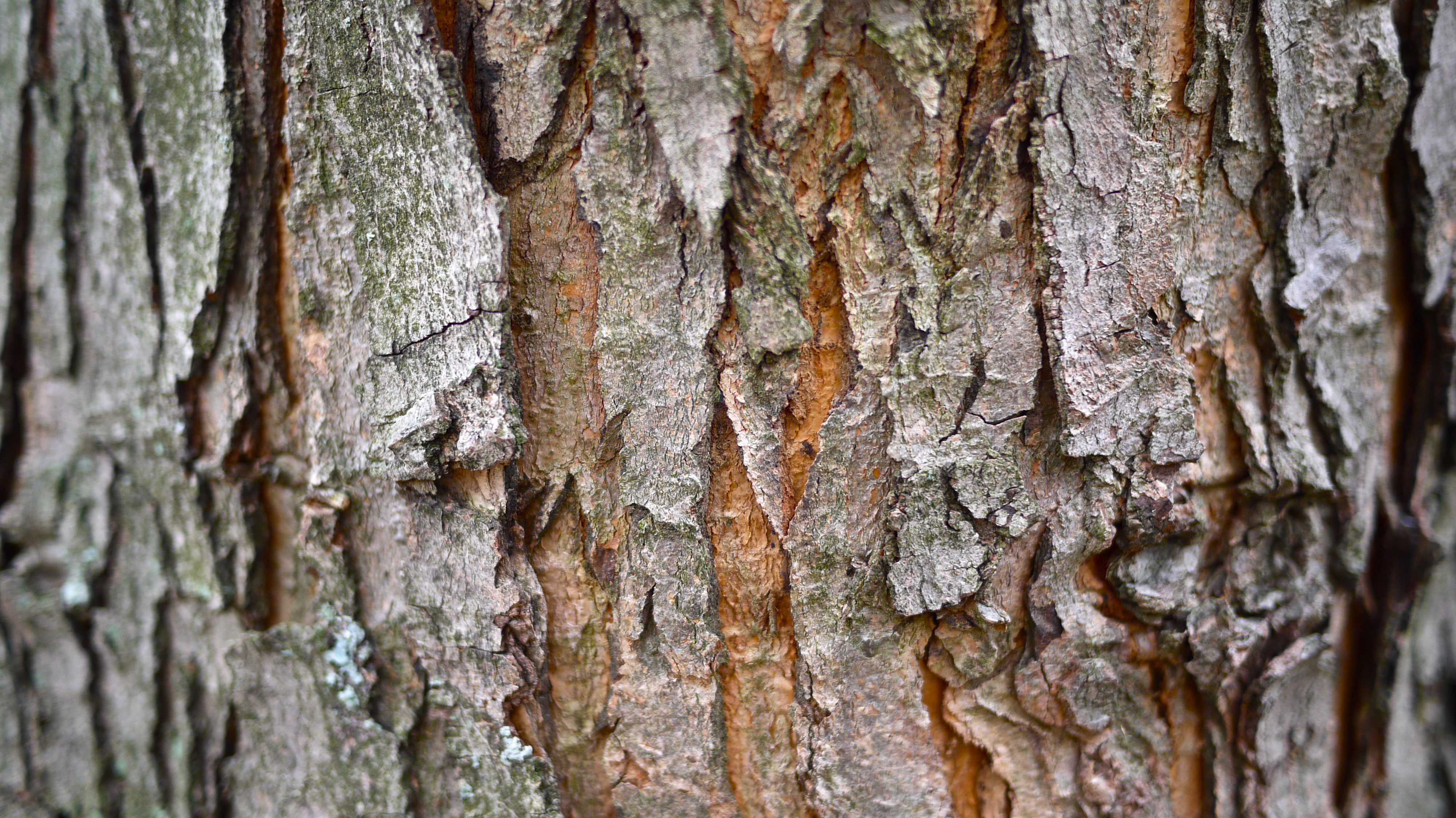 carta da parati corteccia,shellbark hickory,betulla dolce,albero,tronco,pino rosso