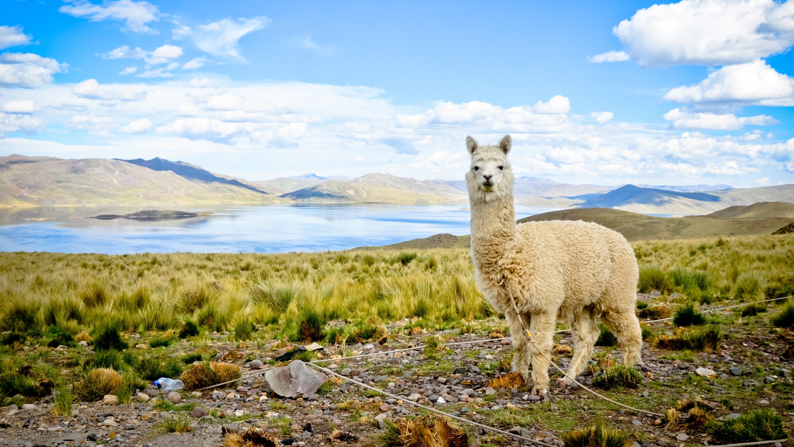carta da parati alpaca,alpaca,lama,paesaggio naturale,natura,prateria