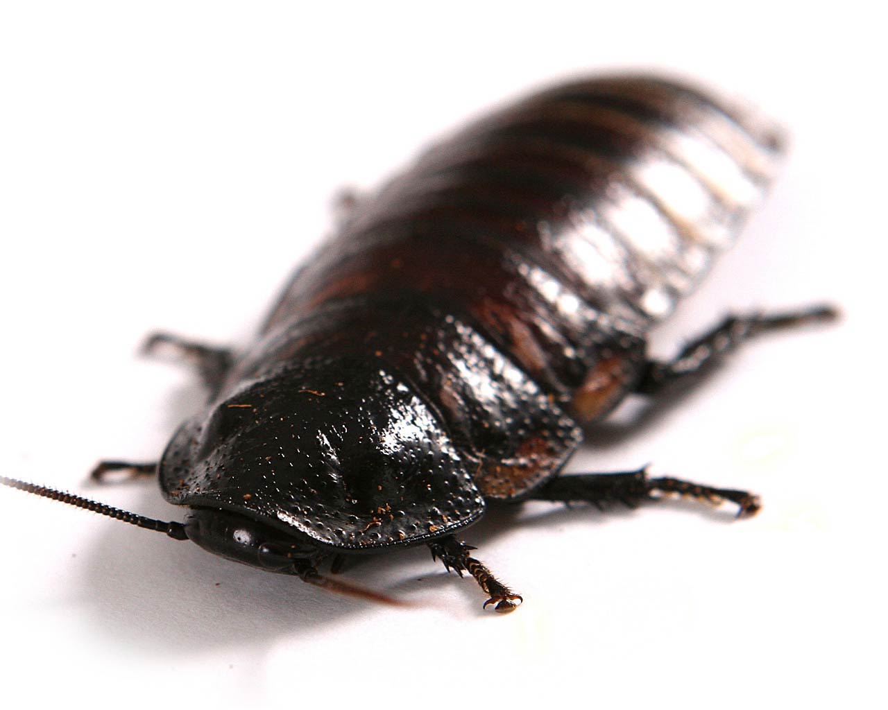 fondo de pantalla de cucaracha,insecto,invertebrado,escarabajo,parásito,escarabajo de estiércol