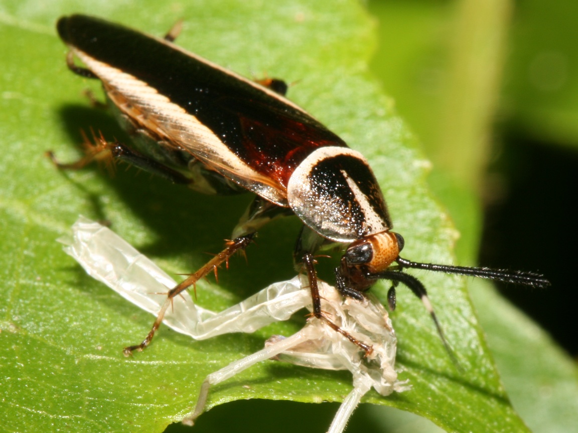 fondo de pantalla de cucaracha,insecto,invertebrado,parásito,escarabajo,artrópodo