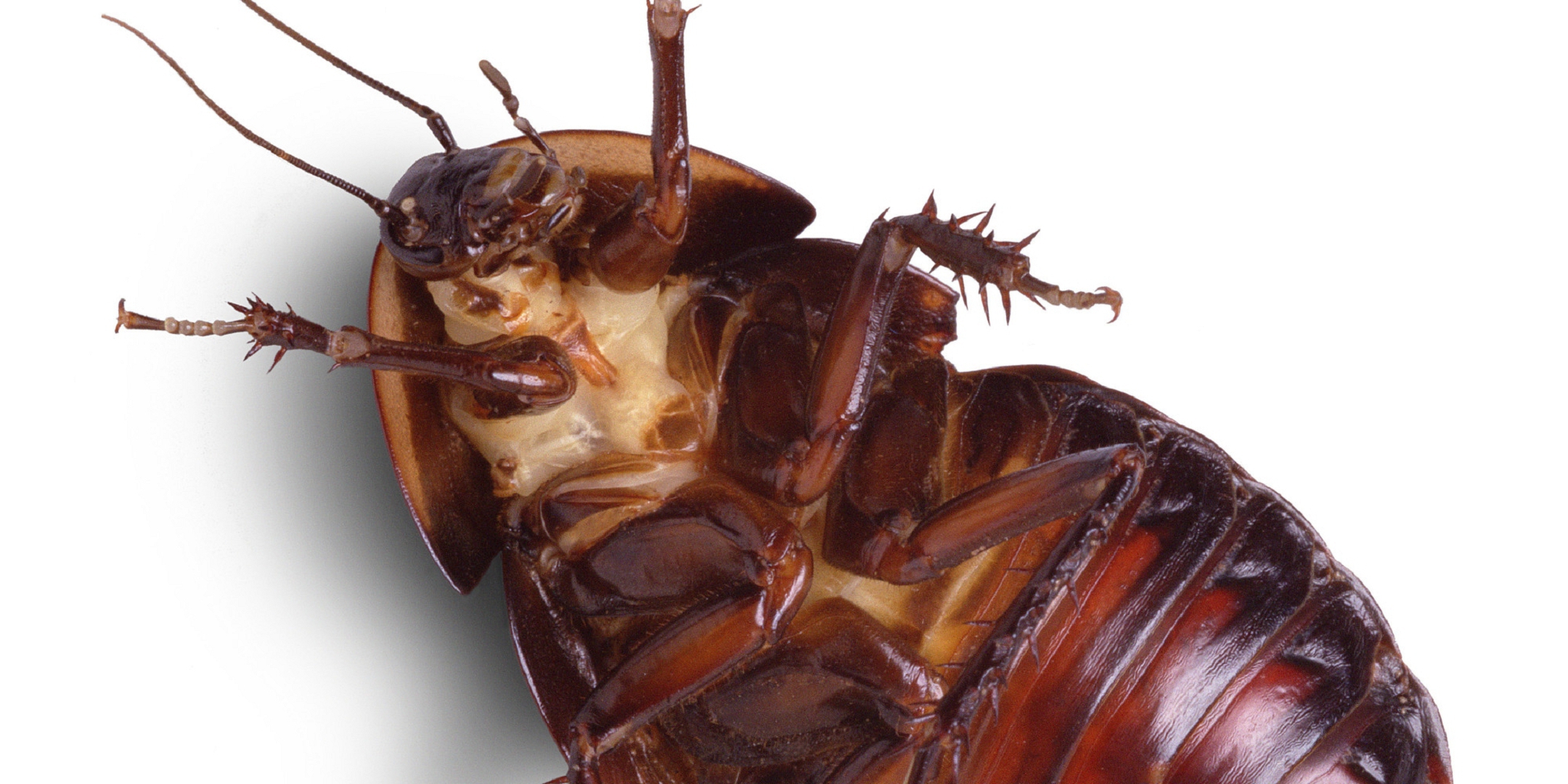 carta da parati scarafaggio,insetto,scarafaggio,peste,invertebrato,forbicine