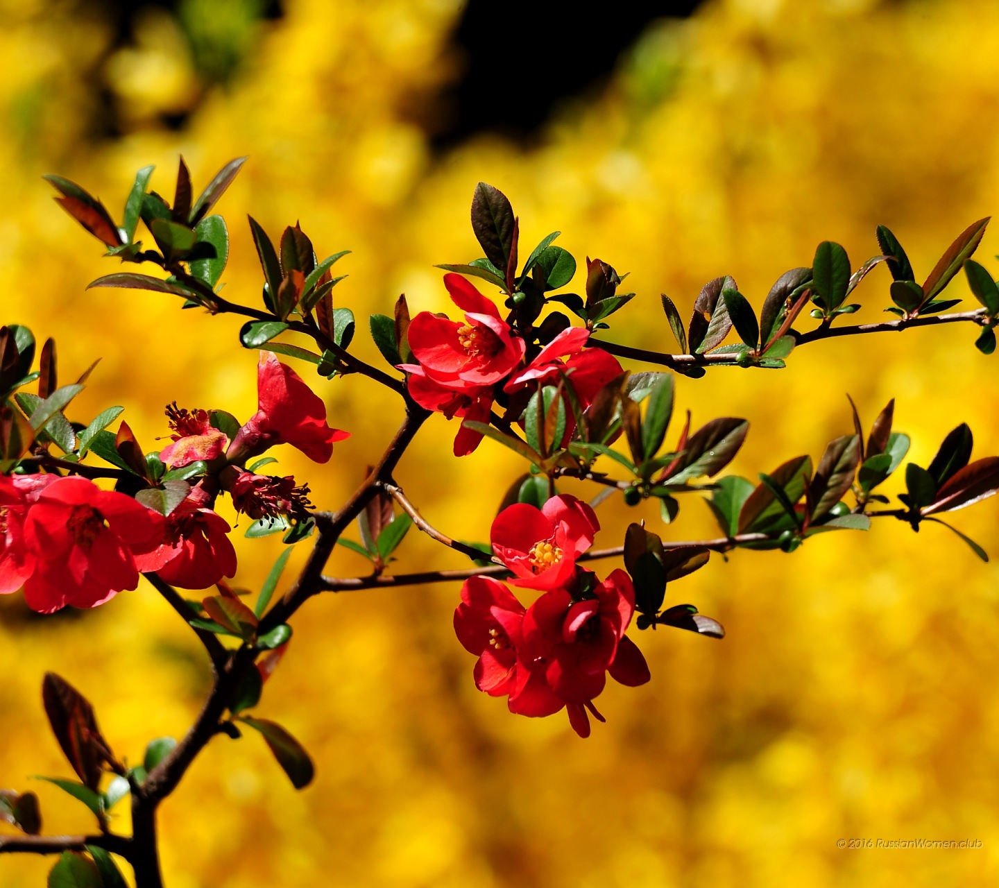 fondos de pantalla de yu yureka,flor,planta,planta floreciendo,amarillo,primavera