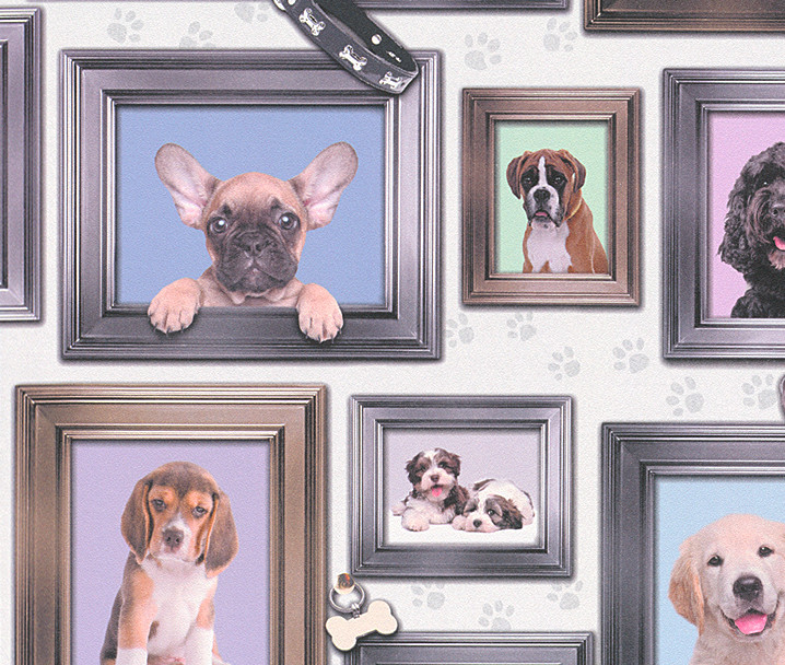 papier peint chien uk,chien,bulldog français,chien de compagnie,amour de chiot,chiot