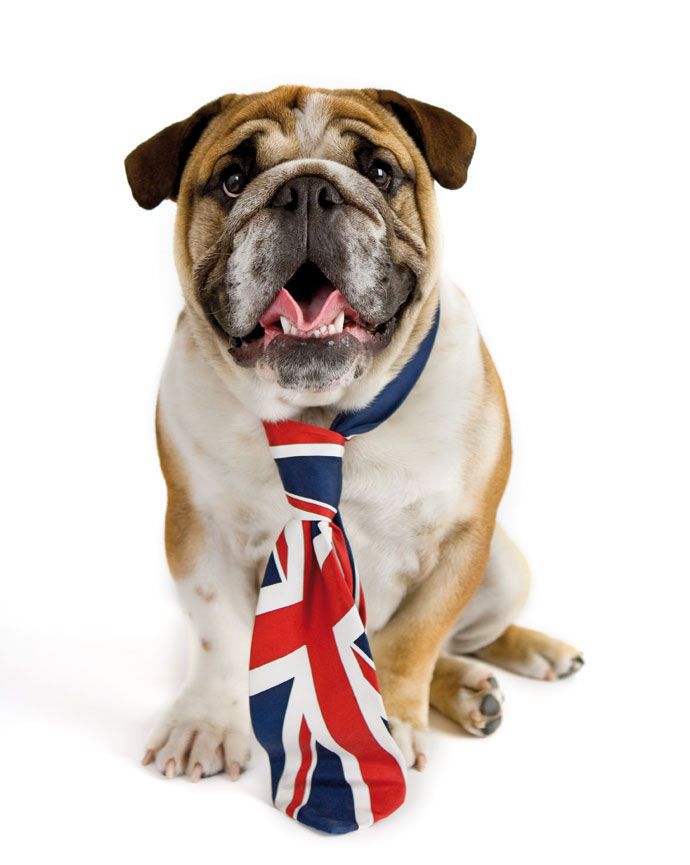 犬の壁紙英国,犬,ブリティッシュブルドッグ,ブルドッグ,鼻