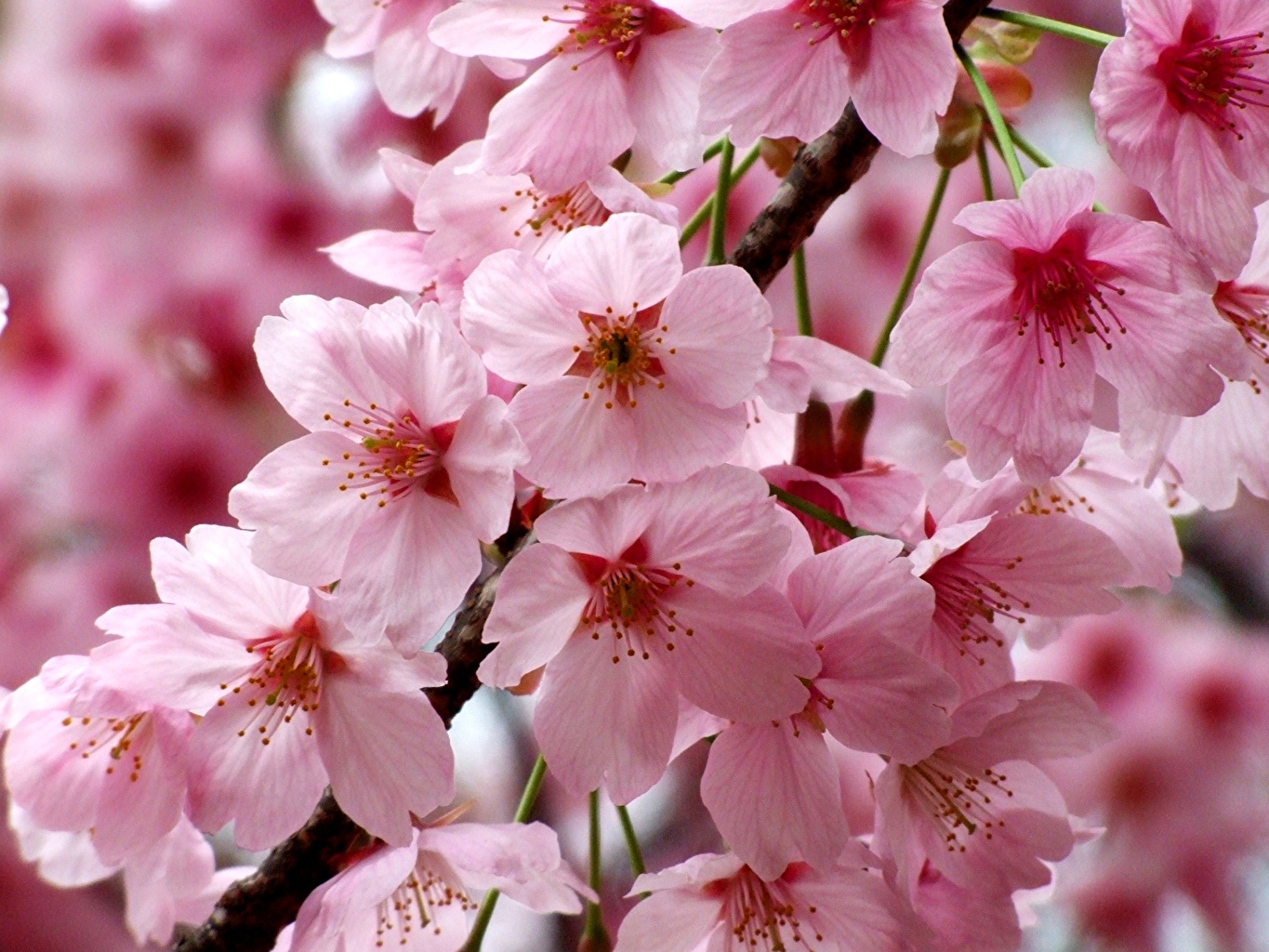 pink sakura wallpaper,flower,flowering plant,petal,plant,cherry blossom ...
