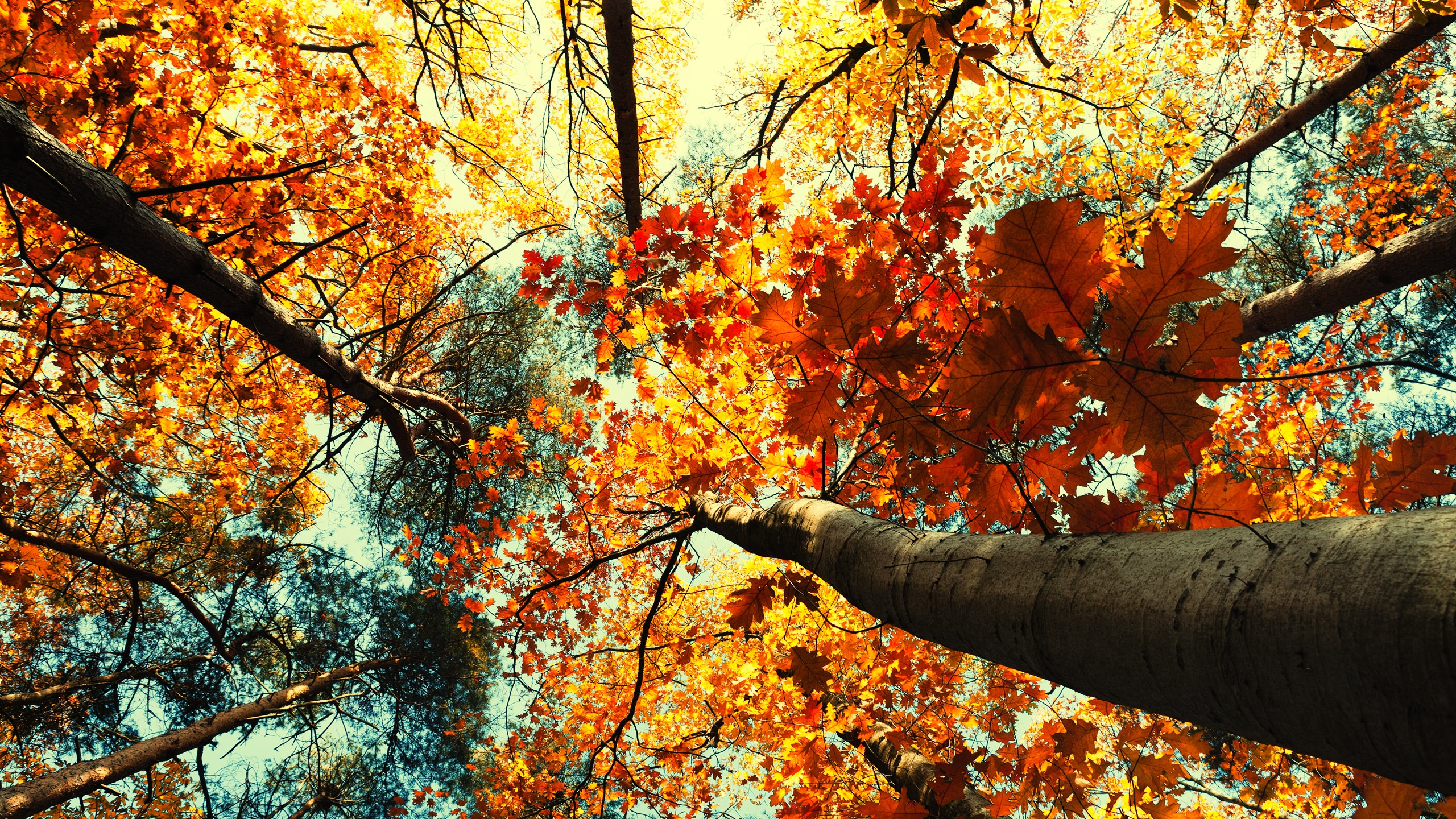 fond d'écran novembre hd,arbre,feuille,la nature,l'automne,forêt de feuillus du nord