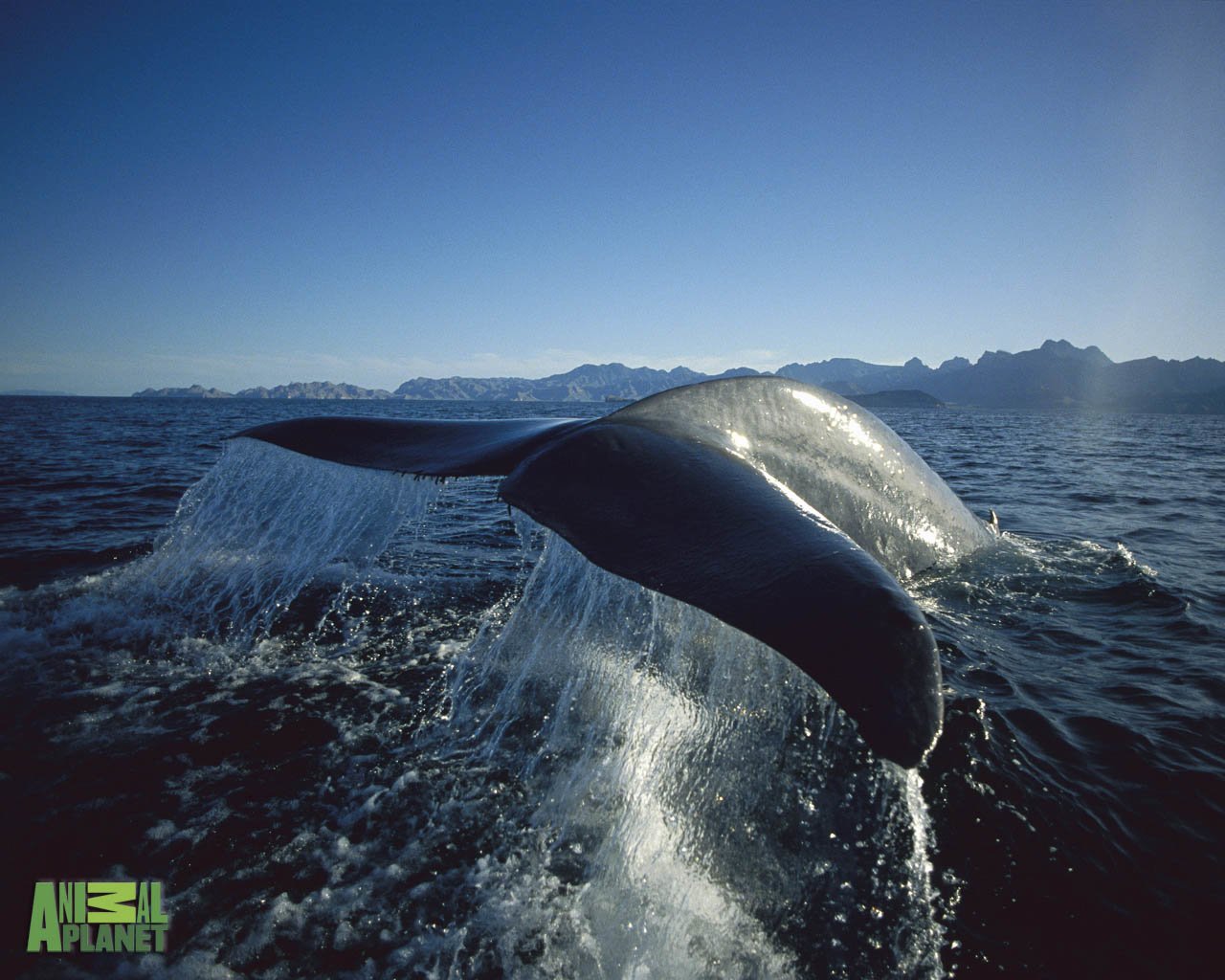 シロナガスクジラの壁紙のhd,海洋哺乳類,鯨,海洋,海,シロナガスクジラ