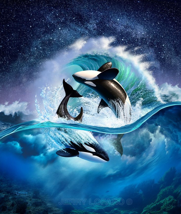 carta da parati della balena di assassino,delfino,balena assassina,mammifero marino,delfino comune dal becco corto,cielo