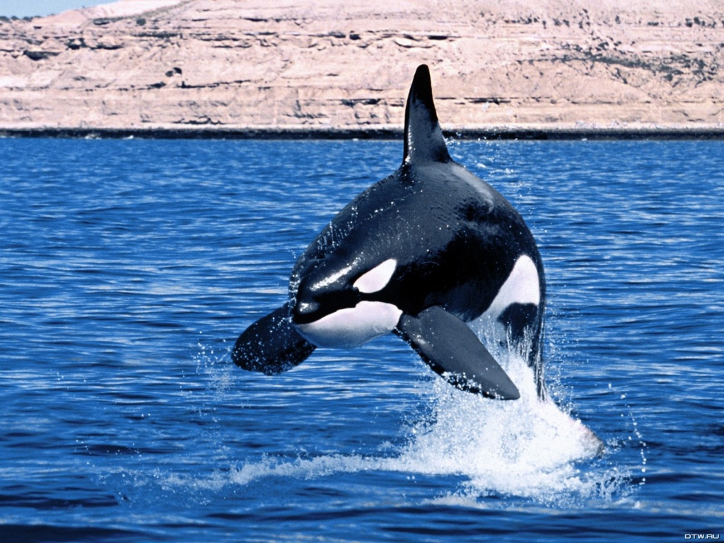 fondo de pantalla de orca,orca,mamífero marino,biología marina,ballena,delfín