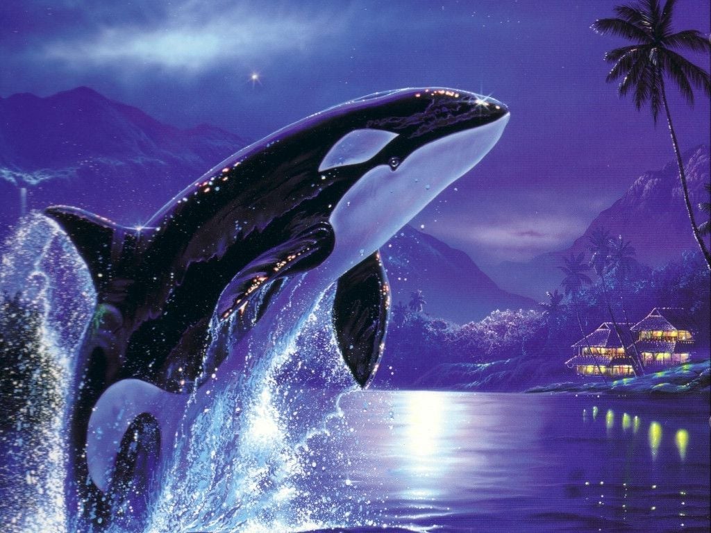 carta da parati della balena di assassino,mammifero marino,delfino,balena assassina,biologia marina,acqua