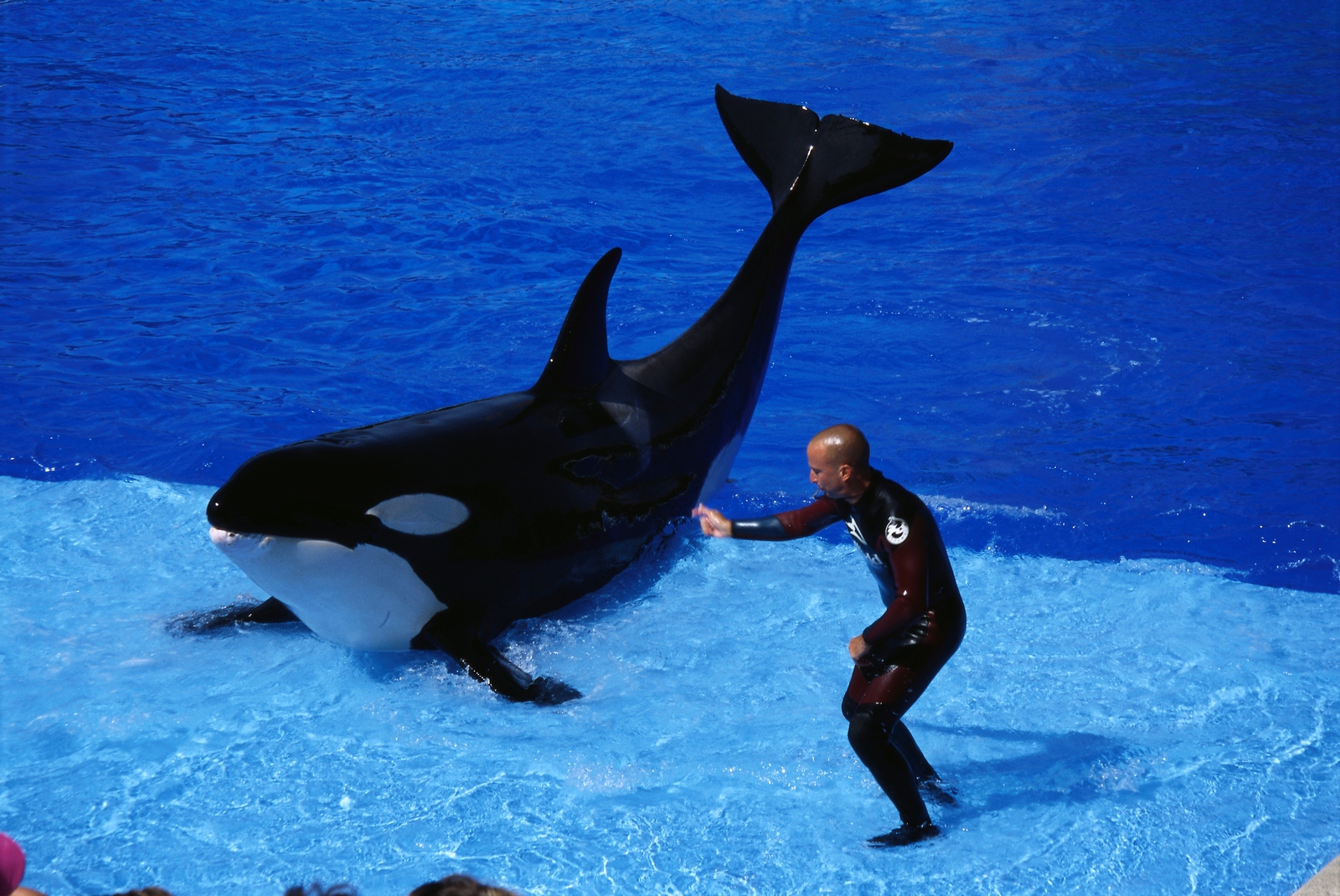 fondo de pantalla de orca,mamífero marino,delfín,orca,delfín nariz de botella común,wholphin