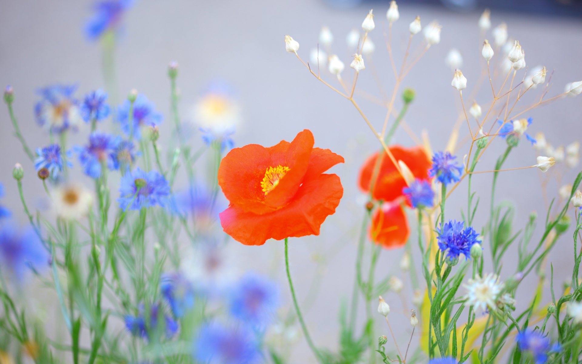 hermoso fondo de pantalla,flor,azul,flor silvestre,planta,prado