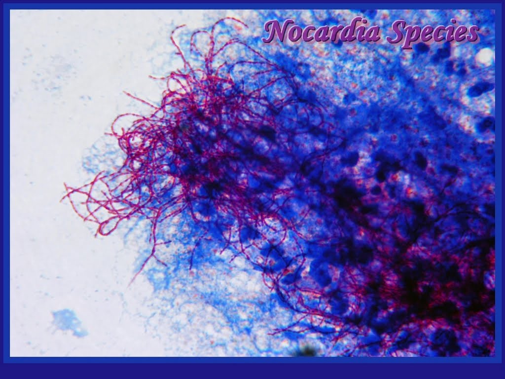 mikrobiologie tapete,blau,lila,violett,himmel,elektrisches blau