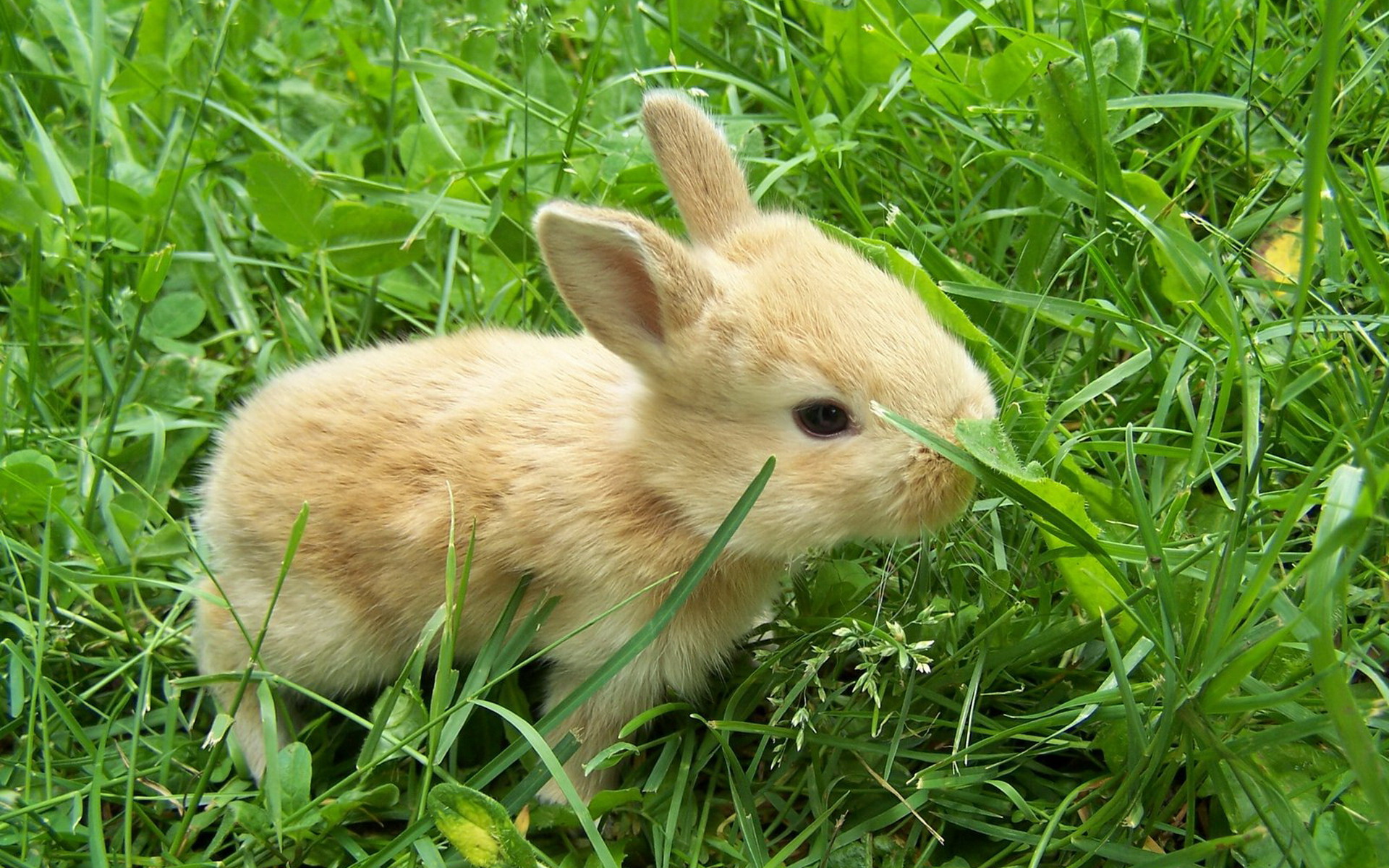 귀여운 아기 라이브 배경 화면,국내 토끼,토끼,토끼와 토끼,토끼,잔디
