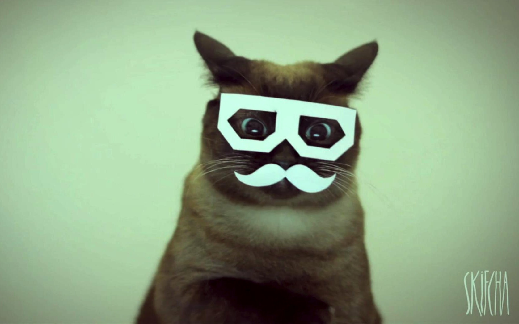 Dubstep Hipster Cat Wallpaperuse