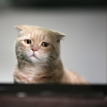 gato triste fondo de pantalla,gato,gatos pequeños a medianos,bigotes,felidae,pliegue escocés