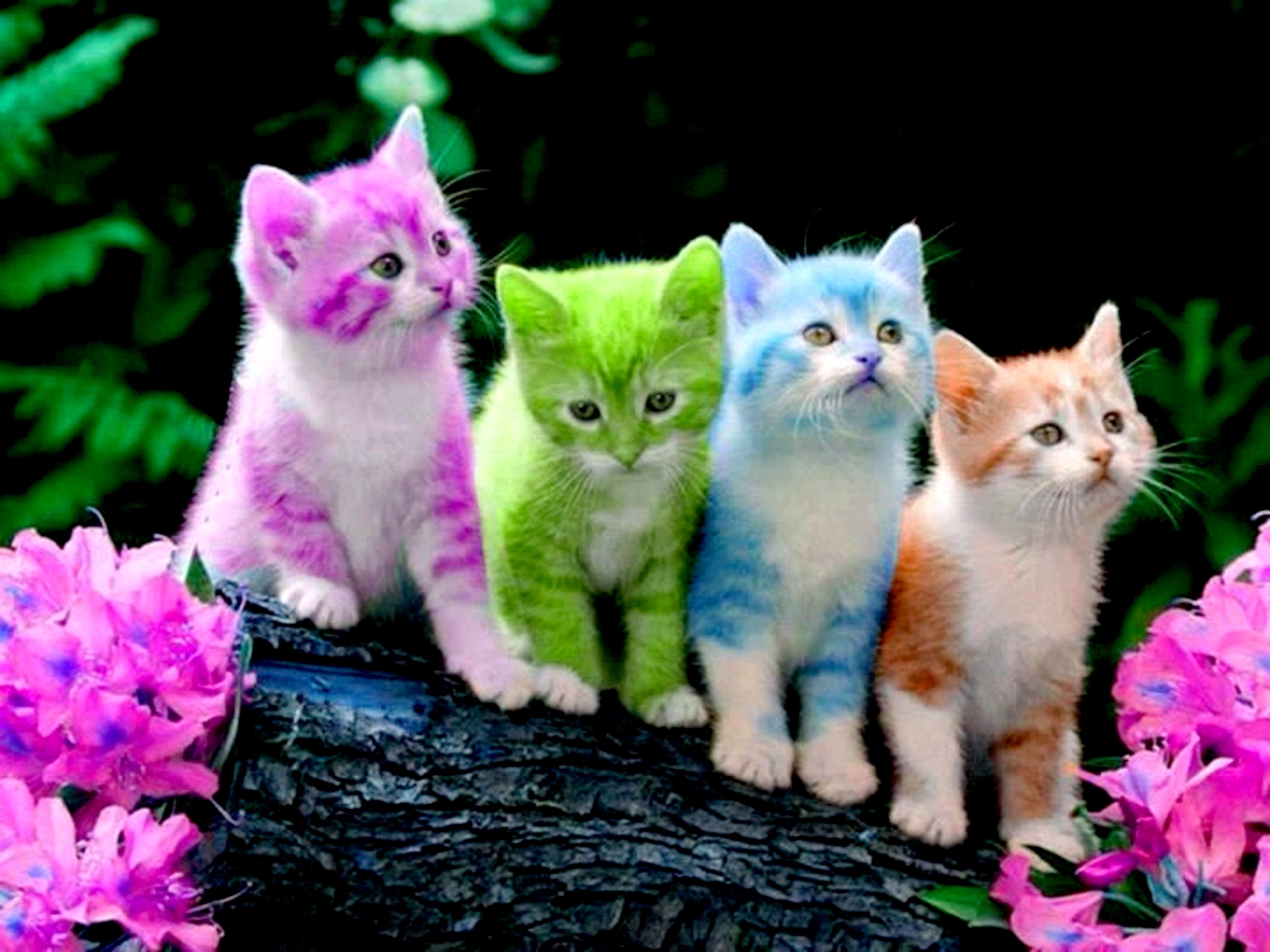 子猫の壁紙無料,ネコ,中型から中型の猫,ネコ科,子猫,ひげ