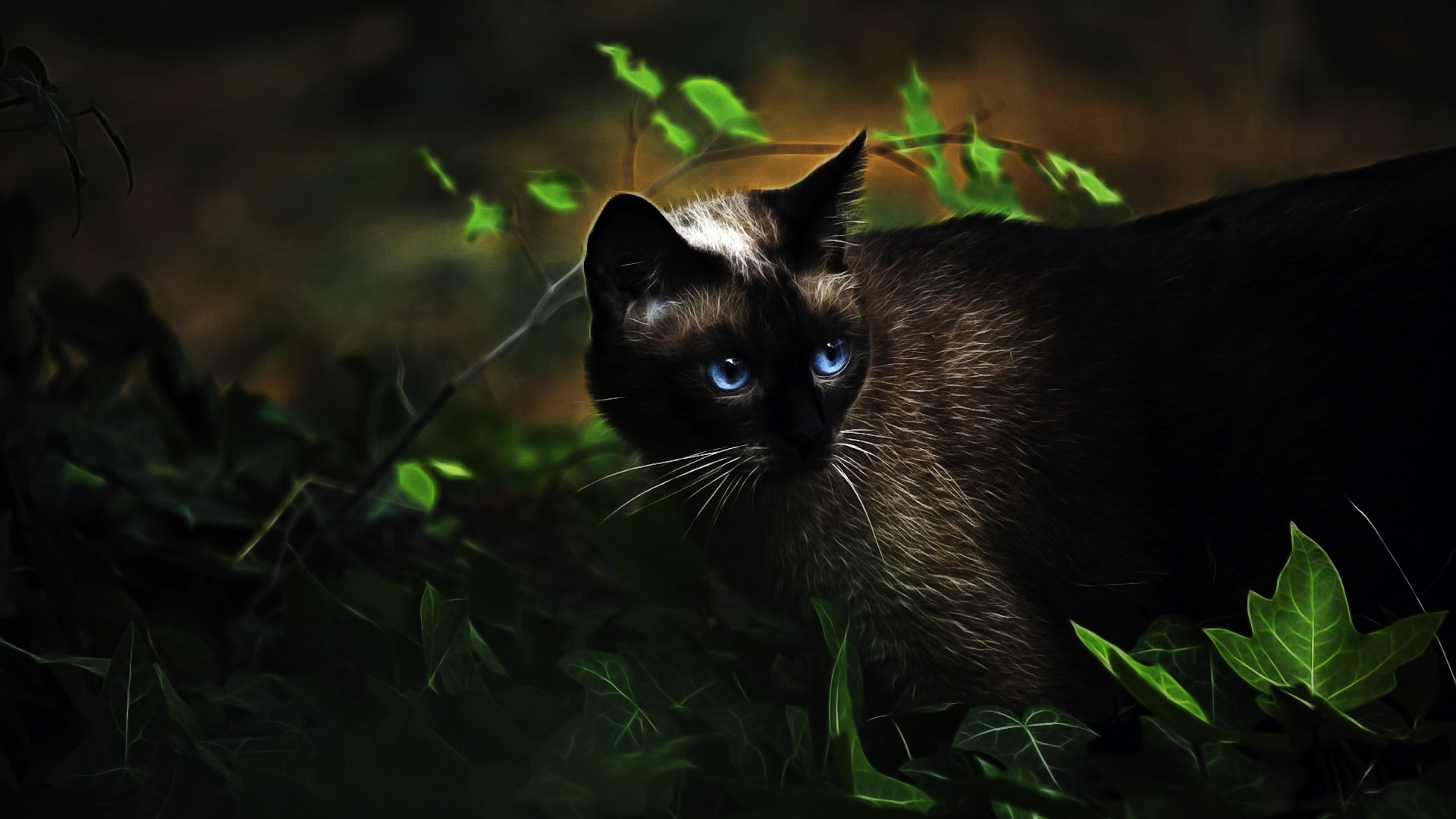 fondo de pantalla de gato oscuro,gato,gatos pequeños a medianos,gato negro,felidae,bigotes